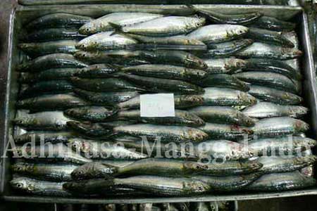 sardinella-longiceps.jpg